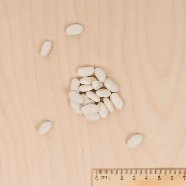 Légumes Secs - Haricot Grimpant Plat Vert Mistica - 10 m - MEDIA_3D